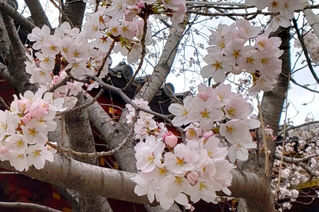 浅草の浅草寺の桜の見どころ｜浅草神社