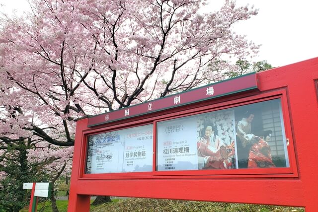 国立劇場の桜(花見)｜駿河桜など珍しい桜が沢山見れます