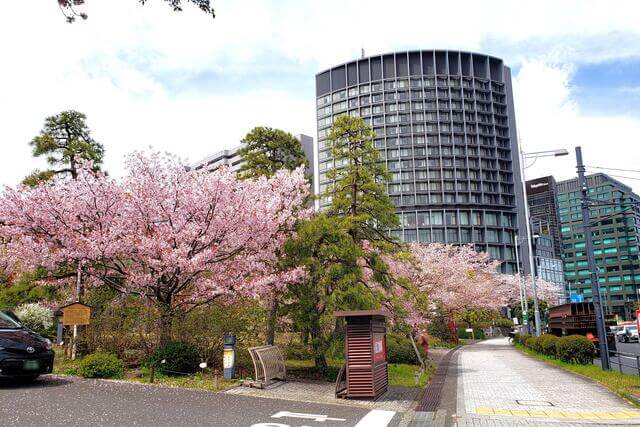 国立劇場の桜(花見)