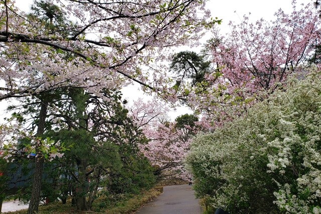 国立劇場の桜の見どころ｜国立劇場前の庭園