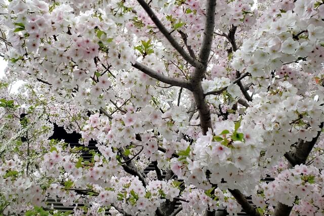 国立劇場の桜の種類｜駿河桜