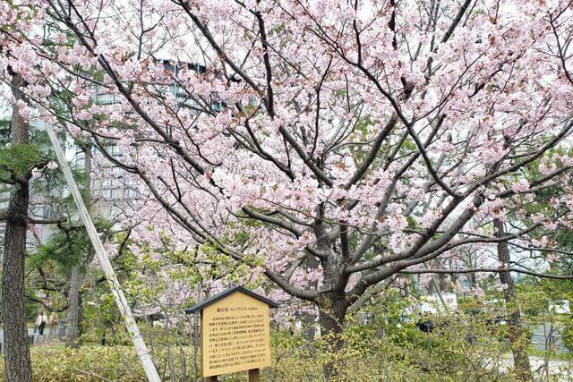 国立劇場の桜の種類｜仙台屋桜