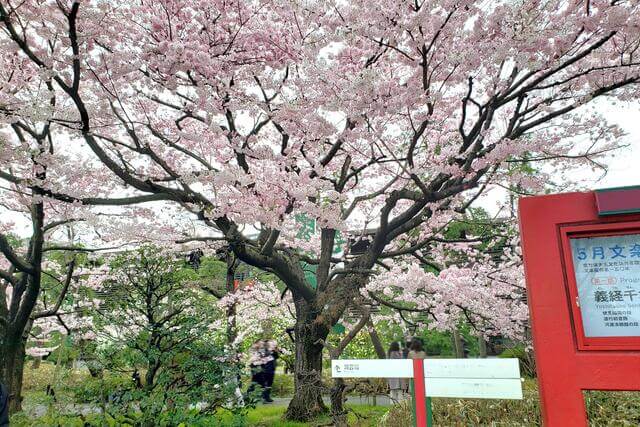 国立劇場の桜の種類｜神代曙桜