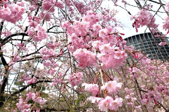 国立劇場の桜の種類｜枝垂桜