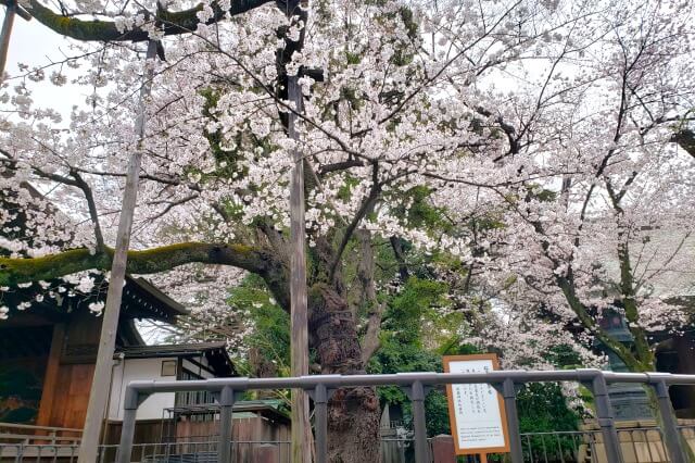 靖国神社の桜(花見)