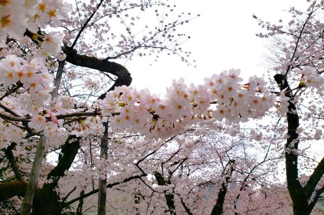 靖国神社の桜の見頃と開花状況
