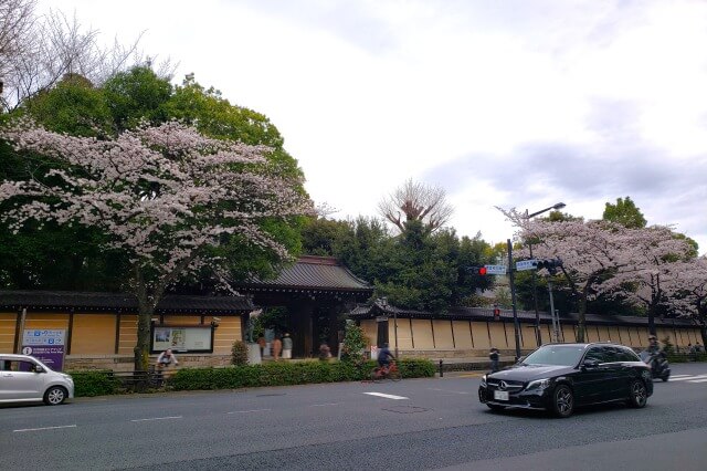 靖国神社の桜の見どころ｜靖国通り沿い