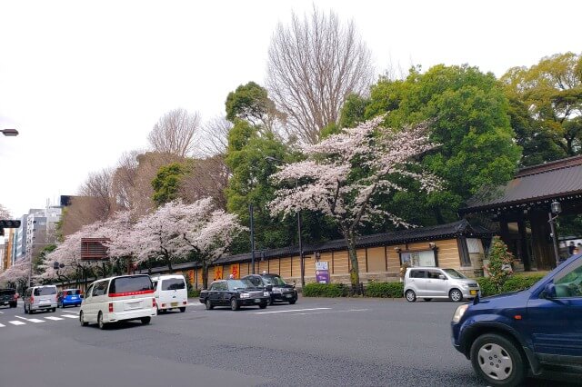 靖国神社の桜の見どころ｜靖国通り沿い