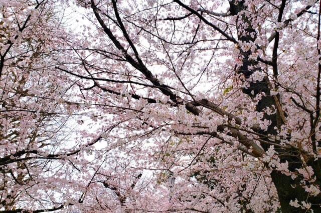 靖国神社の桜の見どころ｜外苑休憩所周辺