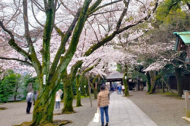 靖国神社の桜の見どころ｜中門鳥居前の広場