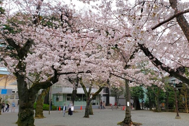靖国神社の桜の見どころ｜中門鳥居前の広場