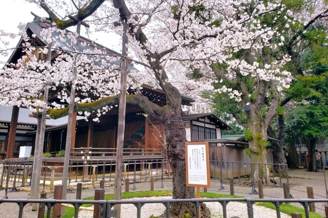 靖国神社の桜の見どころ｜標本木（開花を観測するための桜の木）