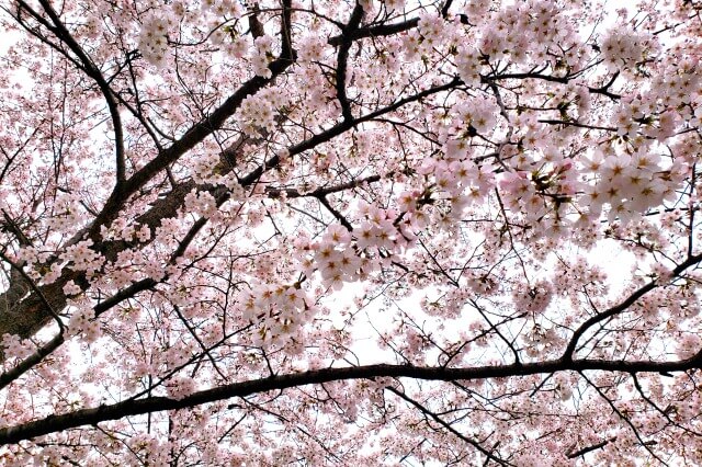 靖国神社の桜の見どころ｜標本木（開花を宣言する桜の木）