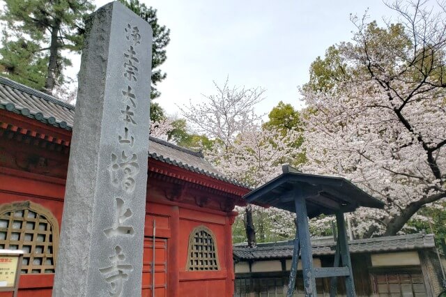 増上寺の桜(花見)｜寺・東京タワーと一緒に見る美しい桜