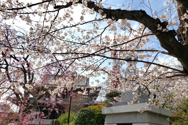 増上寺の桜(花見)