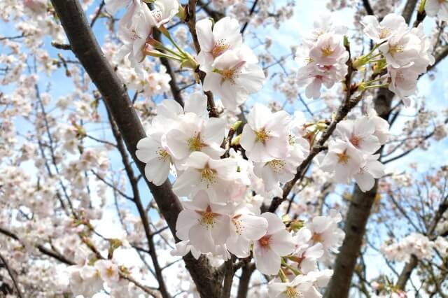 増上寺の桜の見頃と開花状況
