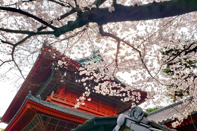 増上寺の桜の見どころ｜三解脱門（三門）