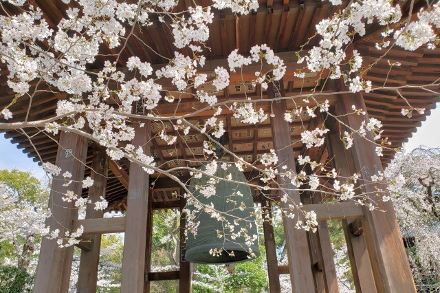 増上寺の桜の見どころ｜鐘楼堂
