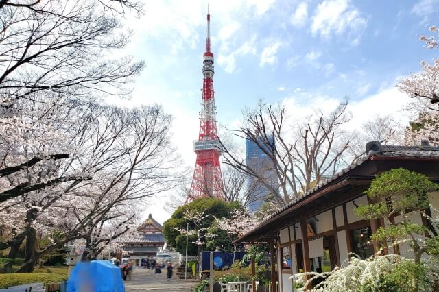 増上寺の桜の見どころ｜TERA CAFE SHIEN ～ZOJOJI～