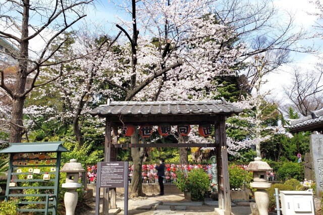 増上寺の桜の見どころ｜西向聖観世音菩薩