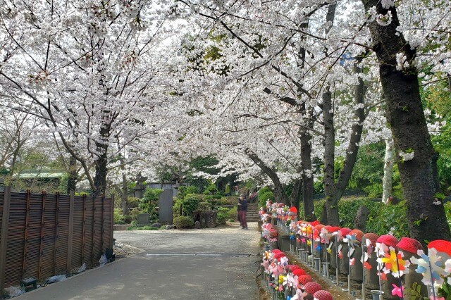 増上寺の桜の見どころ｜徳川将軍家墓所