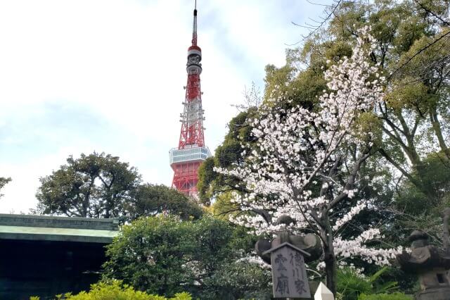 増上寺の桜の見どころ｜徳川将軍家墓所