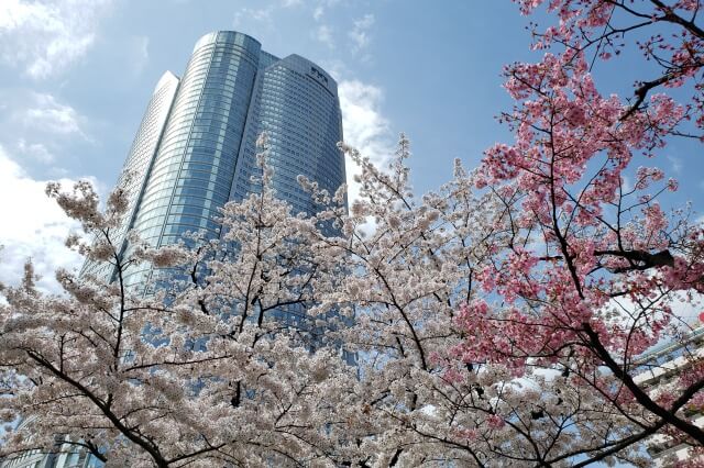 六本木ヒルズの桜(花見)｜桜坂・桜坂公園・毛利庭園の桜が綺麗です