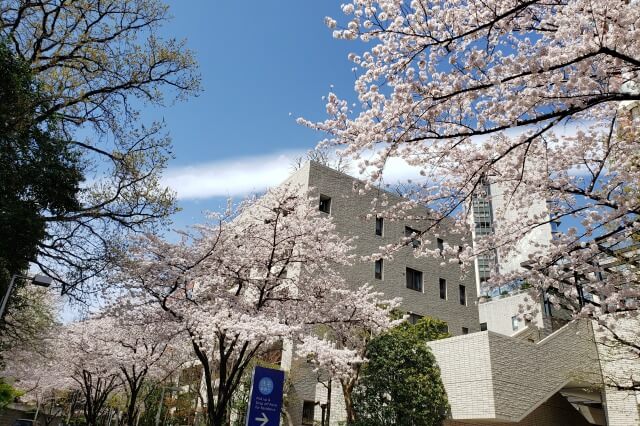 六本木ヒルズ（桜坂・桜坂公園・毛利庭園）の桜の見頃と開花状況