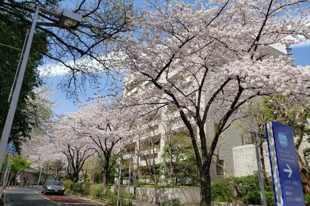 六本木ヒルズの桜の見どころ｜桜坂
