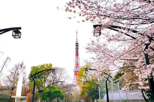 芝公園の桜｜東京タワーと桜の組み合わせが美しい花見スポットです