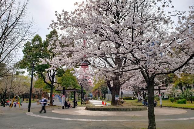 芝公園の桜の見頃と開花状況