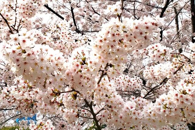 芝公園の桜の見どころ｜芝東照宮