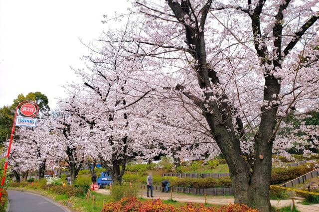 芝公園の桜の見どころ｜17号地