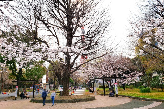 芝公園の桜の見どころ｜4号地