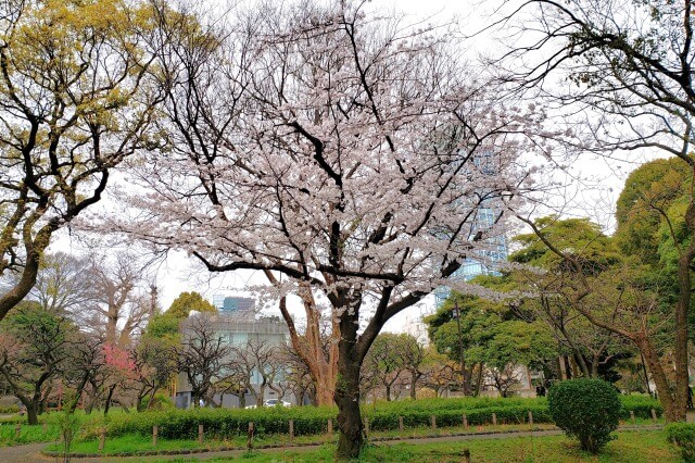 芝公園の桜の見どころ｜1号地