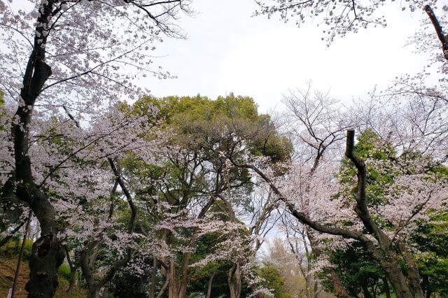 芝公園の桜の見どころ｜1号地
