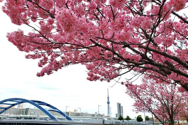 汐入公園の桜(花見)｜河津桜・大寒桜・陽光桜など種類が豊富です
