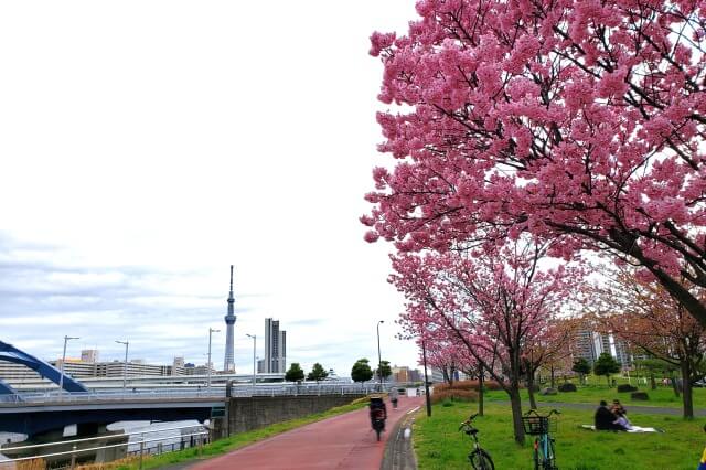 汐入公園の桜(花見)