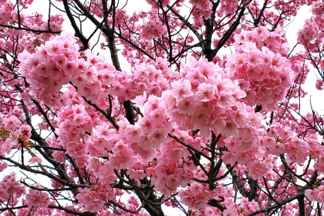 汐入公園の桜の見頃と開花状況