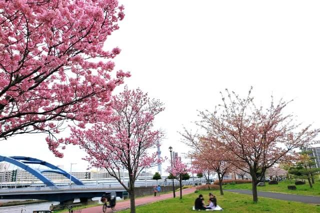 汐入公園の桜の種類