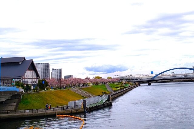 汐入公園の桜の見どころ｜瑞光橋～水神大橋
