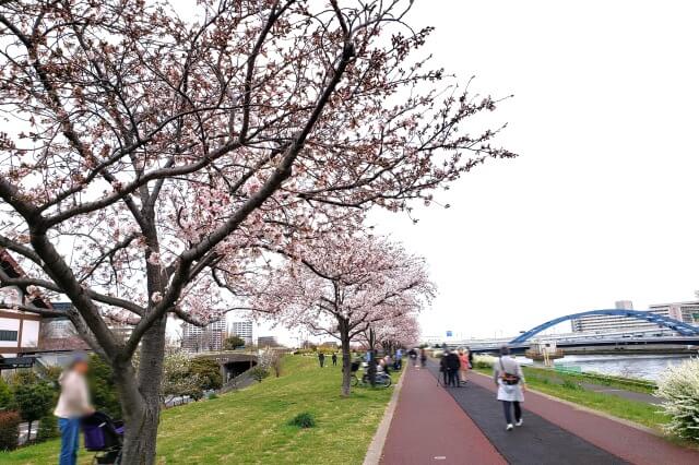 汐入公園の桜の見どころ｜瑞光橋～水神大橋