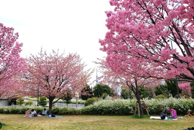 汐入公園の桜の見どころ｜水神大橋～千住汐入大橋