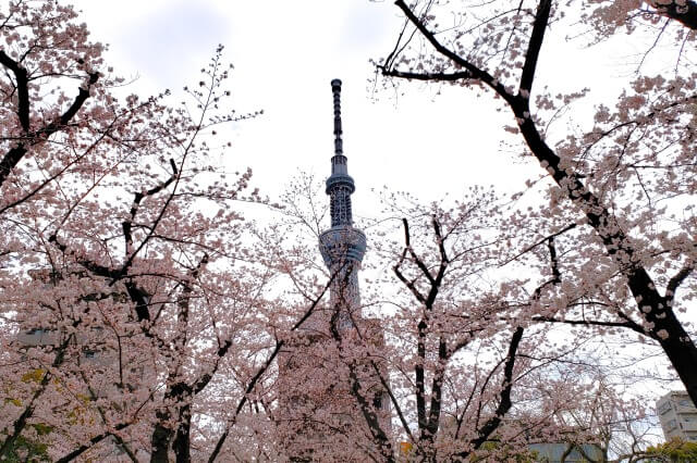 隅田公園の桜(花見)｜スカイツリーも楽しめる絶好のロケーション
