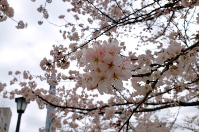 隅田公園の桜の見頃と開花状況