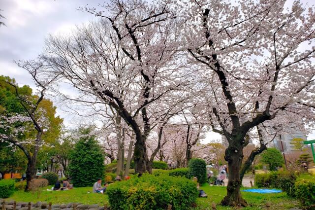 隅田公園の桜の見どころ｜墨田区立隅田公園