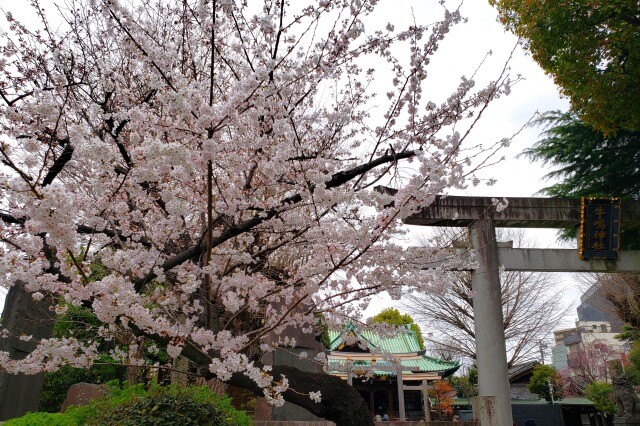 隅田公園の桜の見どころ｜牛嶋神社