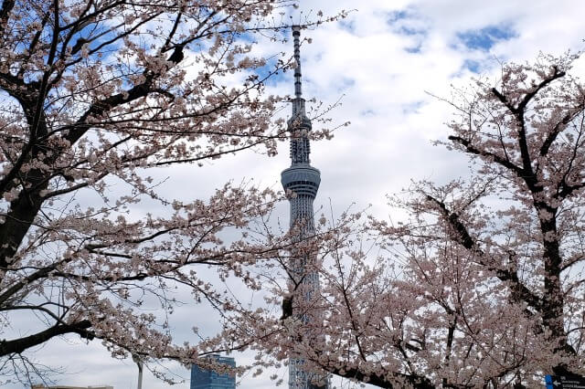 隅田公園の桜の見どころ｜台東区立隅田公園 桜の広場