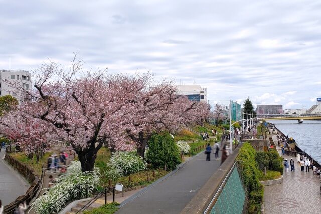 隅田公園の桜の見どころ｜台東区立隅田公園 桜の広場
