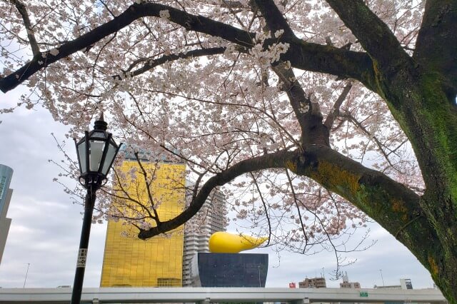 隅田公園の桜の見どころ｜台東区立隅田公園 展望広場